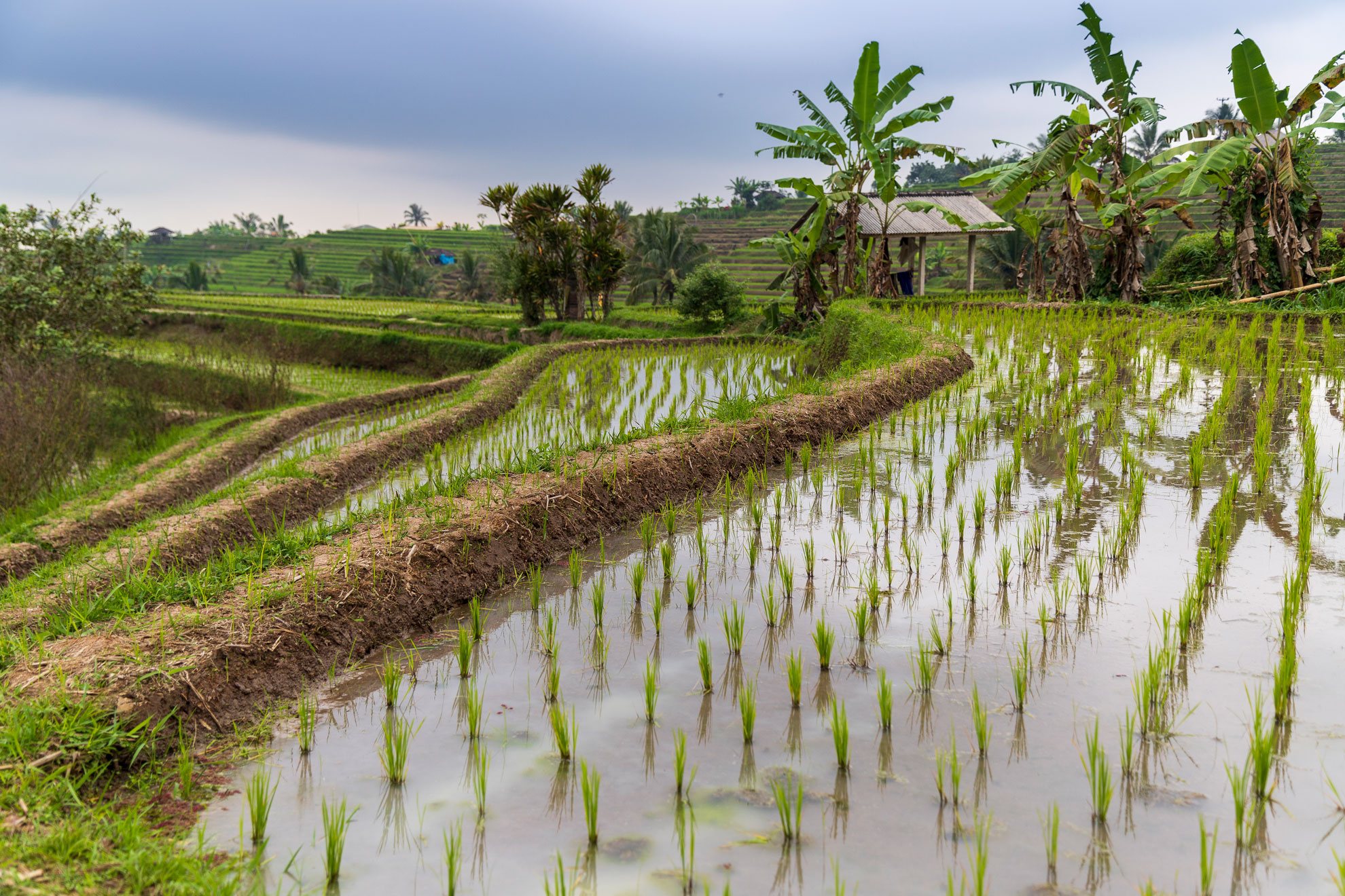 INDONESIA